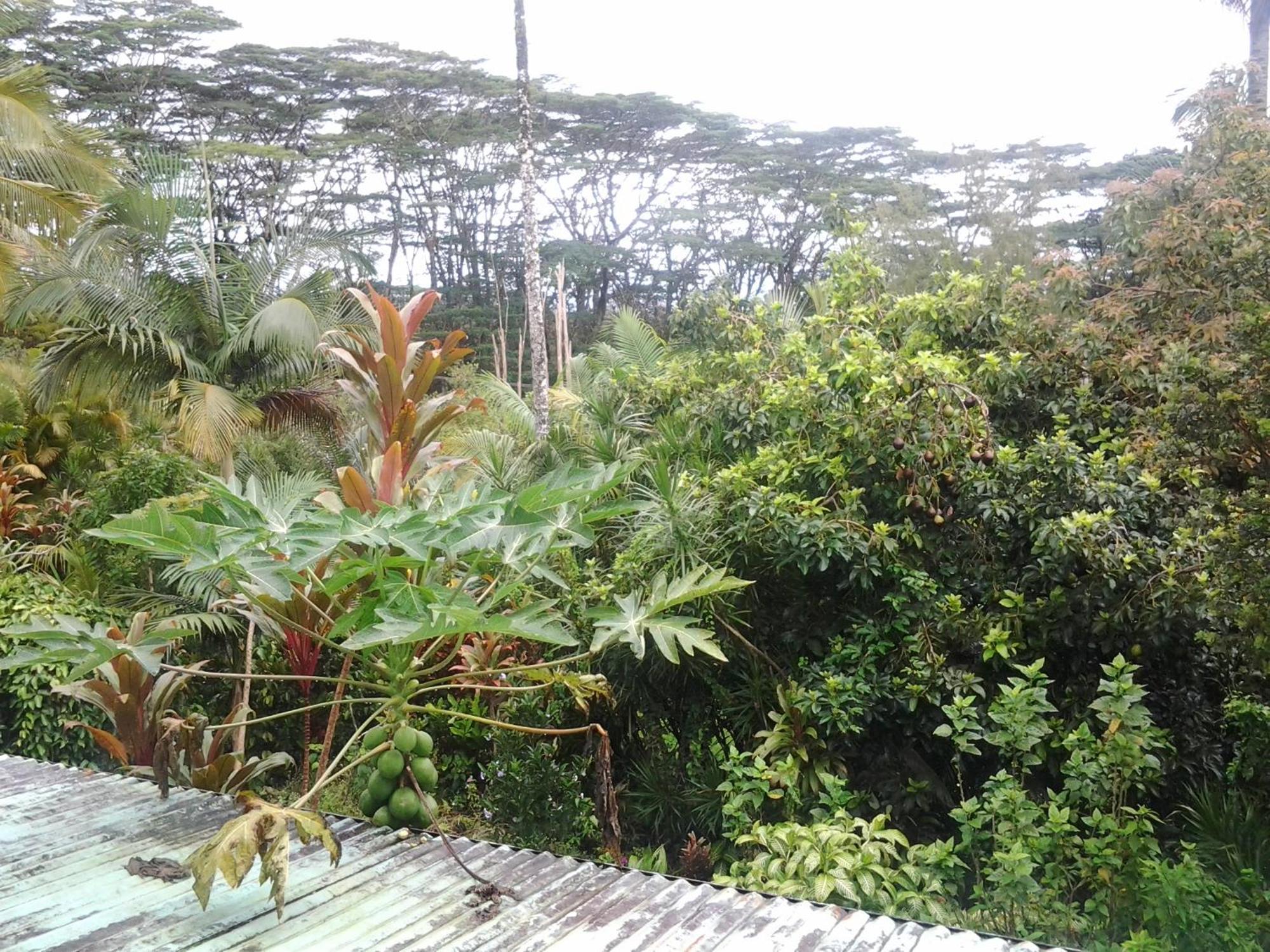 Lava Tree Tropic Inn Pahoa Zewnętrze zdjęcie